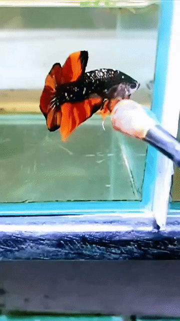 Cá Betta đen cam. Mua bán Thú cưng khác tại Thành phố Thủ Đức Tp Hồ Chí Minh được đăng bởi anh tú hình 1