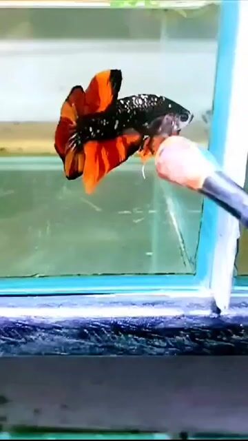 Cá Betta đen cam. Mua bán Thú cưng khác tại Thành phố Thủ Đức Tp Hồ Chí Minh được đăng bởi anh tú hình 1