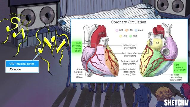 coronary circulation anatomy