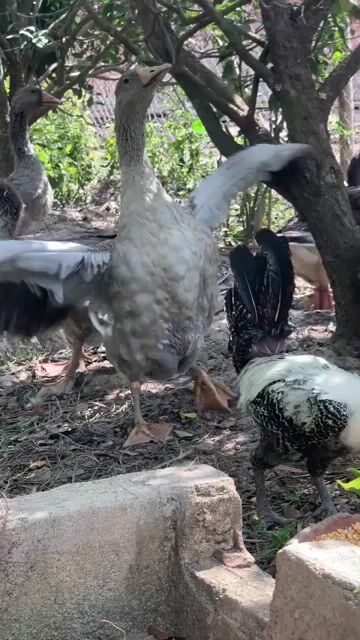 Ngỗng Xám. Mua bán Thú cưng khác tại Huyện Vĩnh Cửu Đồng Nai được đăng bởi Trần Phước hình 1