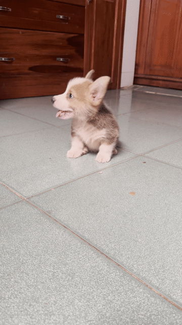 Chó Corgi nâu trắng. Mua bán Chó tại Quận Cẩm Lệ Đà Nẵng được đăng bởi Huyền chip hình 1
