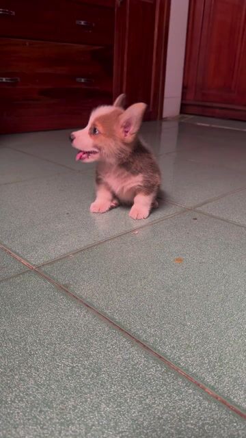 Chó Corgi nâu trắng. Mua bán Chó tại Quận Cẩm Lệ Đà Nẵng được đăng bởi Huyền chip hình 1