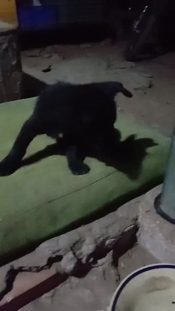 gả bé y hình, khôn ngoan, biết nghe lời. Mua bán Chó tại Thành phố Thuận An Bình Dương được đăng bởi Yến Nguyễn  hình 1