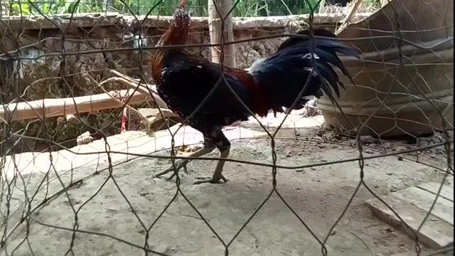 Gà nòi Việt trống 5 tháng. Mua bán Gà tại Huyện Mang Thít Vĩnh Long được đăng bởi gà cỏ  hình 1