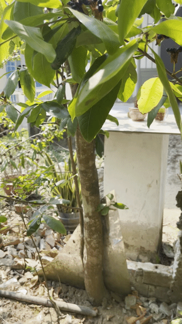 Mai vàng 8 năm Phong Điền Cần Thơ. Mua bán Cây cảnh, đồ trang trí tại Huyện Phong Điền Cần Thơ được đăng bởi Mon  hình 1
