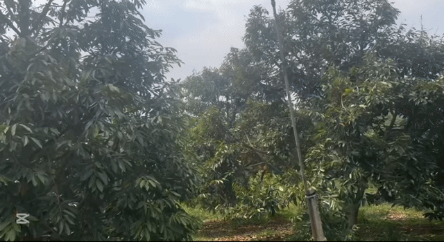 Mua bán Nhà ở Huyện Chơn Thành Bình Phước diện tích 2000 m² giá 200 triệu