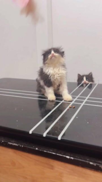 Mèo Tuxedo chân lùn lửng bố mẹ ảnh cuối. Mua bán Mèo tại Quận Cầu Giấy Hà Nội được đăng bởi My My hình 1