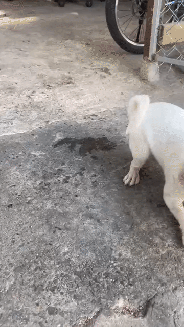 Pug màu trắng giống cái. Mua bán Chó tại Thành phố Thuận An Bình Dương được đăng bởi Trường Ngân hình 1