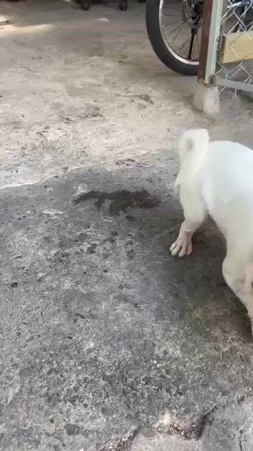 Pug màu trắng giống cái. Mua bán Chó tại Thành phố Thuận An Bình Dương được đăng bởi Trường Ngân hình 1