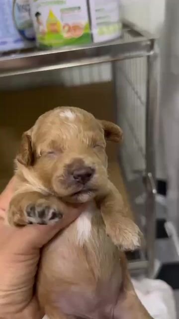 Chó con nâu 14 ngày. Mua bán Chó tại Quận Hải An Hải Phòng được đăng bởi Tên chưa cung cấp hình 1