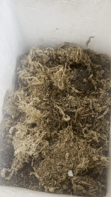Rổ trồng lan nhựa To 15 cái. Mua bán Cây cảnh, đồ trang trí tại Thành phố Thuận An Bình Dương được đăng bởi ko xài thì bán hình 1