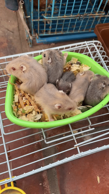 Chuột Hamster. Mua bán Thú cưng khác tại Huyện Đông Anh Hà Nội được đăng bởi A quyên hình 1