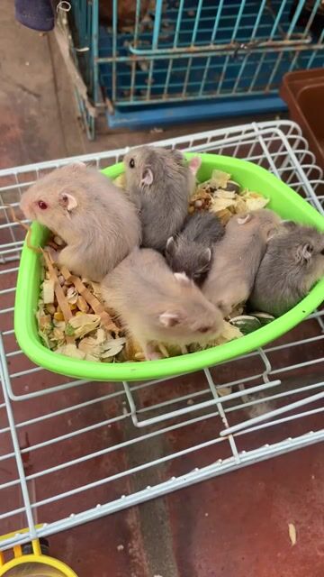 Chuột Hamster. Mua bán Thú cưng khác tại Huyện Đông Anh Hà Nội được đăng bởi A quyên hình 1