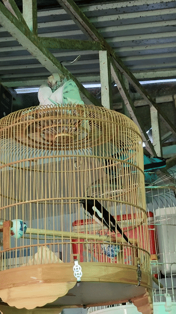 Chim Chòe than non 2 mùa. Mua bán Chim tại Thành phố Bến Tre Bến Tre được đăng bởi Bảo hình 1