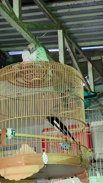 Chim Chòe than non 2 mùa. Mua bán Chim tại Thành phố Bến Tre Bến Tre được đăng bởi Bảo hình 1