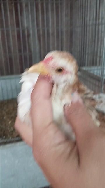 Gà Mỹ mini kiris 4 tháng. Mua bán Gà tại Huyện Châu Thành Bến Tre được đăng bởi Hoàng Hải hình 1