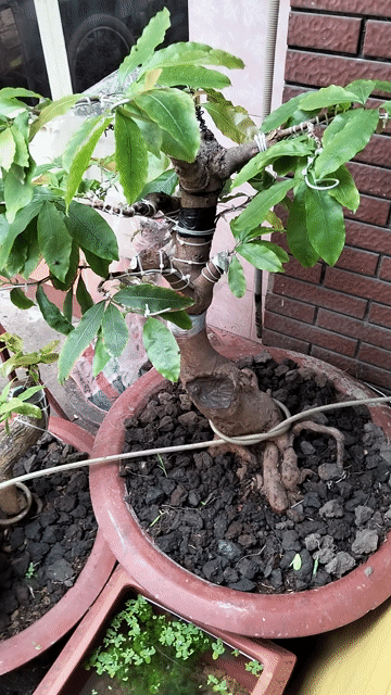 Mai vàng Siêu bông Bình Lợi 40 hoành. Mua bán Cây cảnh, đồ trang trí tại Quận Tân Bình Tp Hồ Chí Minh được đăng bởi Notorius hình 1