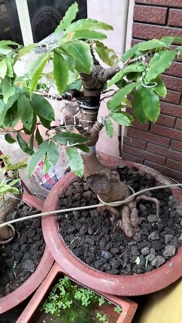 Mai vàng Siêu bông Bình Lợi 40 hoành. Mua bán Cây cảnh, đồ trang trí tại Quận Tân Bình Tp Hồ Chí Minh được đăng bởi Notorius hình 1