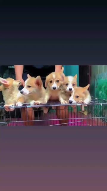 Corgi thuần chủng _ chó corgi 20baby cute ❤️