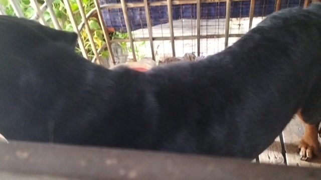 Rottweiler đực. Mua bán Chó tại Quận 7 Tp Hồ Chí Minh được đăng bởi Lâm hình 1