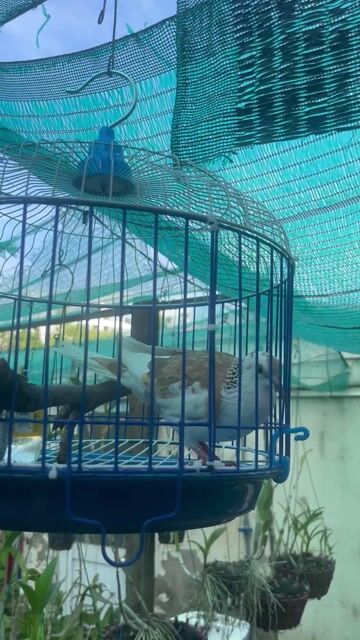 Chim cu Nâu trắng. Mua bán Chim tại Thành phố Thủ Đức Tp Hồ Chí Minh được đăng bởi 1396 _ Lê quốc thắng hình 1