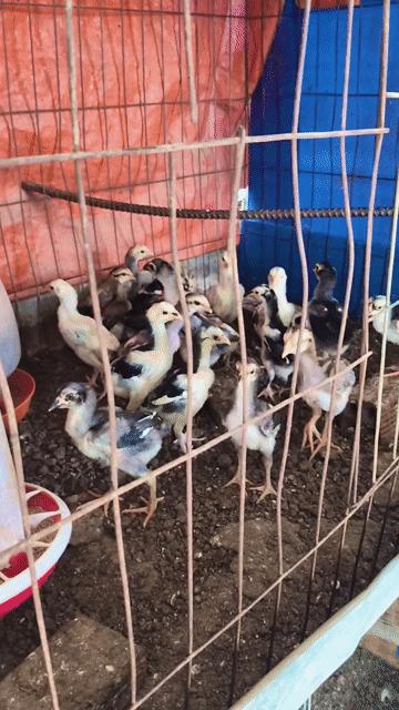Gà con 1 tháng tuổi. Mua bán Gà tại Thị xã Tân Uyên Bình Dương được đăng bởi Nghĩa Bùi Trọng hình 1