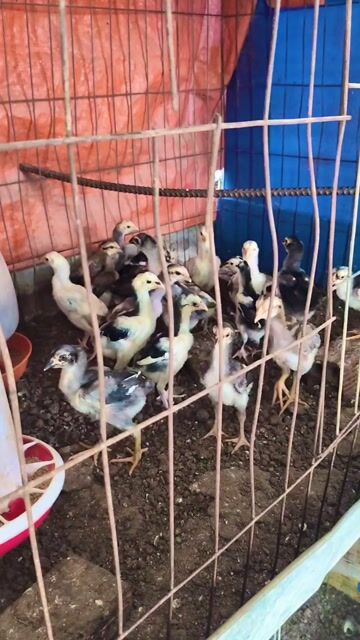 Gà con 1 tháng tuổi. Mua bán Gà tại Thị xã Tân Uyên Bình Dương được đăng bởi Nghĩa Bùi Trọng hình 1