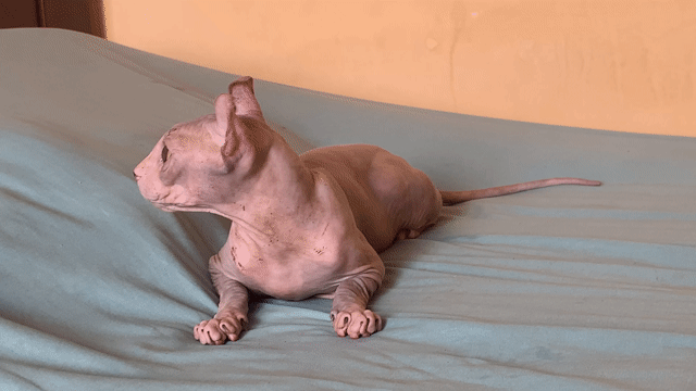 Mèo Sphynx cái. Mua bán Mèo tại Quận 8 Tp Hồ Chí Minh được đăng bởi Minh KHANG hình 1