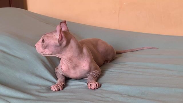 Mèo Sphynx cái. Mua bán Mèo tại Quận 8 Tp Hồ Chí Minh được đăng bởi Minh KHANG hình 1