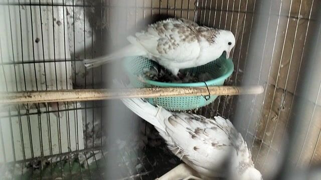 Chim cu gáy cặp trống mái 10 tháng. Mua bán Chim tại Huyện Củ Chi Tp Hồ Chí Minh được đăng bởi chim cảnh Hiếu BiO hình 1