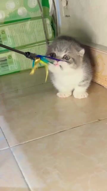 Mèo Bi lùn tai xoắn đực 2 tháng. Mua bán Mèo tại Quận Đống Đa Hà Nội được đăng bởi Phương Anh hình 1