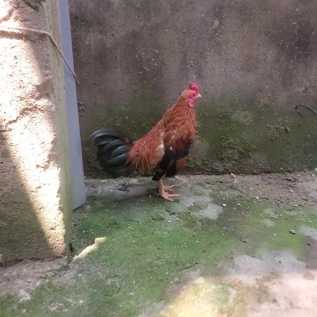 Gà tre  bắc 8 tháng. Mua bán Gà tại Huyện Tân Hiệp Kiên Giang được đăng bởi Ha DANG hình 1