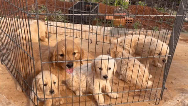 Chó Golden Retriever Vàng kem 2 tháng tuổi đã tiêm. Mua bán Chó tại Quận Bình Thạnh Tp Hồ Chí Minh được đăng bởi ViVi hình 1