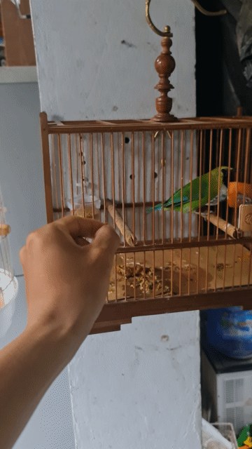 Chim Hỏa Tiễn Xanh lá, Cam. Mua bán Chim tại Huyện Hoài Đức Hà Nội được đăng bởi Hậ Us hình 1