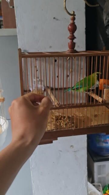 Chim Hỏa Tiễn Xanh lá, Cam. Mua bán Chim tại Huyện Hoài Đức Hà Nội được đăng bởi Hậ Us hình 1