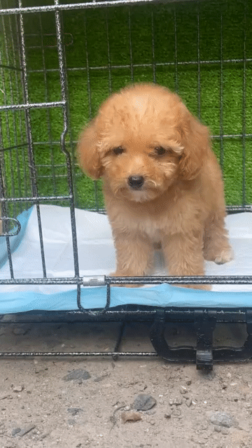 Chó Poodle đực màu Nâu nhỏ nhắn Lông xoăn. Mua bán Chó tại Huyện Chơn Thành Bình Phước được đăng bởi Cam Gjang Huynh hình 1