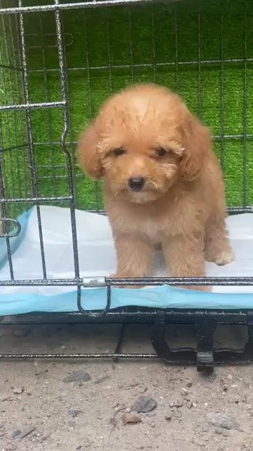 Chó Poodle đực màu Nâu nhỏ nhắn Lông xoăn. Mua bán Chó tại Huyện Chơn Thành Bình Phước được đăng bởi Cam Gjang Huynh hình 1