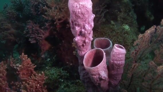 Les métiers de la recherche en Biologie marine : la mer et l'humain