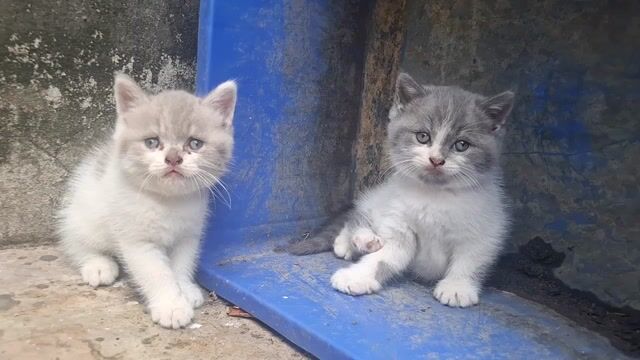 Mèo Anh lông ngắn bicolor mặt tròn bánh bao. Mua bán Mèo tại Thành phố Biên Hòa Đồng Nai được đăng bởi Cá Cảnh Hồng Duy hình 1