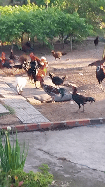 Gà Cao Lãnh Đen Đỏ Đực. Mua bán Gà tại Huyện Trảng Bàng Tây Ninh được đăng bởi Khắc  hình 1