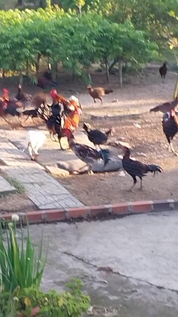 Gà Cao Lãnh Đen Đỏ Đực. Mua bán Gà tại Huyện Trảng Bàng Tây Ninh được đăng bởi Khắc  hình 1