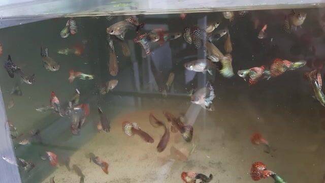 Cá 7 màu Rồng đỏ. Mua bán Thú cưng khác tại Quận 12 Tp Hồ Chí Minh được đăng bởi Cá cảnh Nhật hình 1