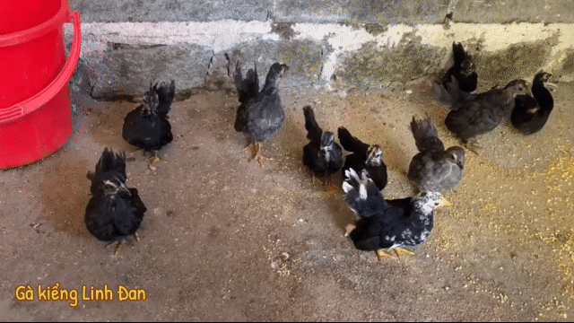 Gà Serama 2 tháng tuổi. Mua bán Gà tại Huyện Châu Đức Bà Rịa - Vũng Tàu được đăng bởi Nguyen HK hình 1