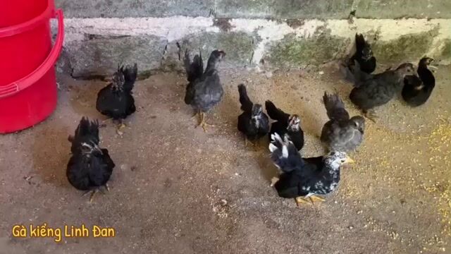 Gà Serama 2 tháng tuổi. Mua bán Gà tại Huyện Châu Đức Bà Rịa - Vũng Tàu được đăng bởi Nguyen HK hình 1