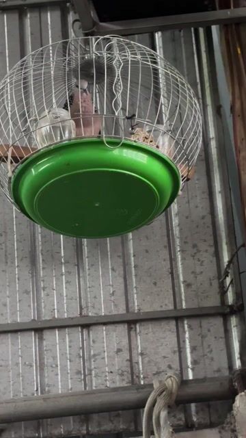 Chim Trống tơ đực 10 tháng tuổi. Mua bán Chim tại Quận Ô Môn Cần Thơ được đăng bởi Quốc Việt hình 1
