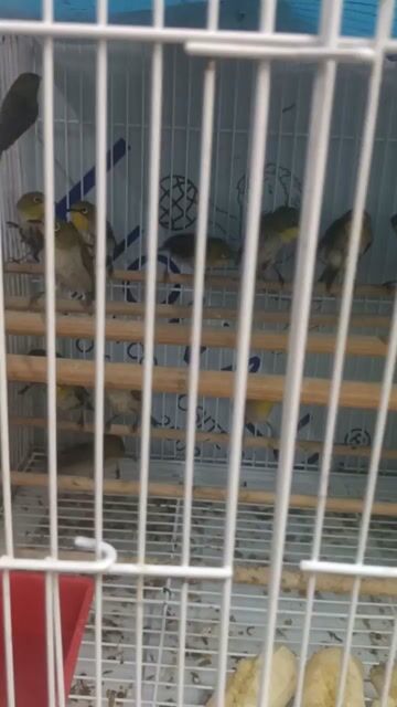 khuyên xanh bổi bao trống. Mua bán Chim tại Quận 5 Tp Hồ Chí Minh được đăng bởi chim cảnh  hình 1