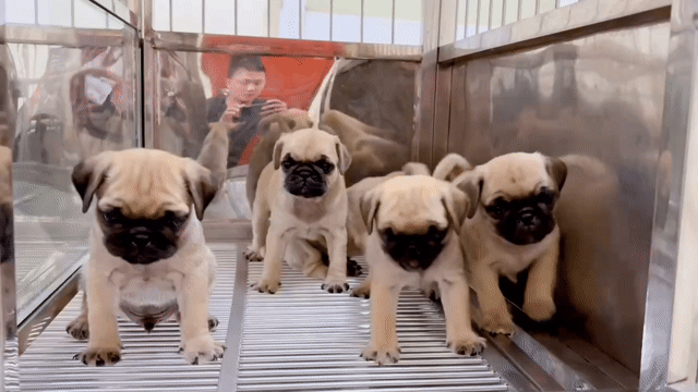 Chó Pug 3 đực 2 cái. Mua bán Chó tại Quận Gò Vấp Tp Hồ Chí Minh được đăng bởi Biên Nguyên hình 1