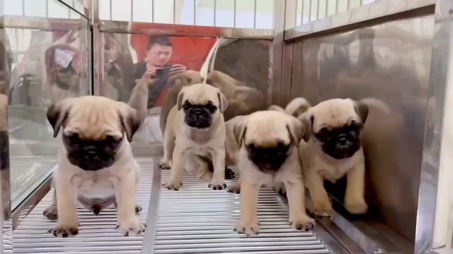Chó Pug 3 đực 2 cái. Mua bán Chó tại Quận Gò Vấp Tp Hồ Chí Minh được đăng bởi Biên Nguyên hình 1