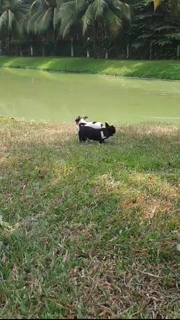 Chó Chihuahua Teacup đực. Mua bán Chó tại Quận 12 Tp Hồ Chí Minh được đăng bởi vũ hoa hình 1