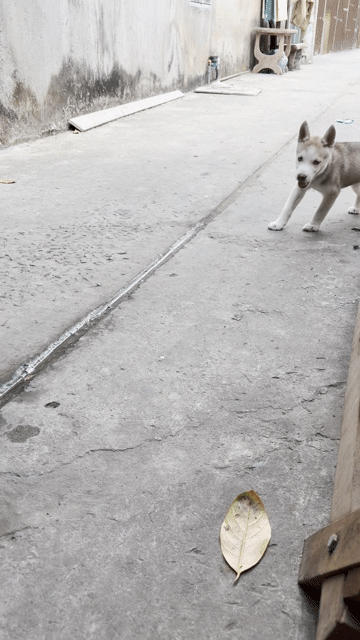 Husky cái 60 ngày tuổi. Mua bán Chó tại Quận 11 Tp Hồ Chí Minh được đăng bởi Kim Xuân hình 1